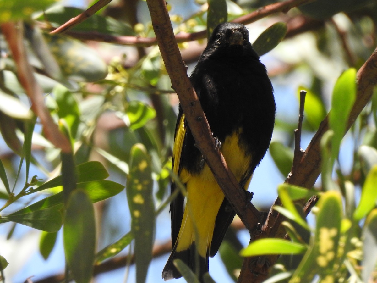 Black Siskin - ML643393331