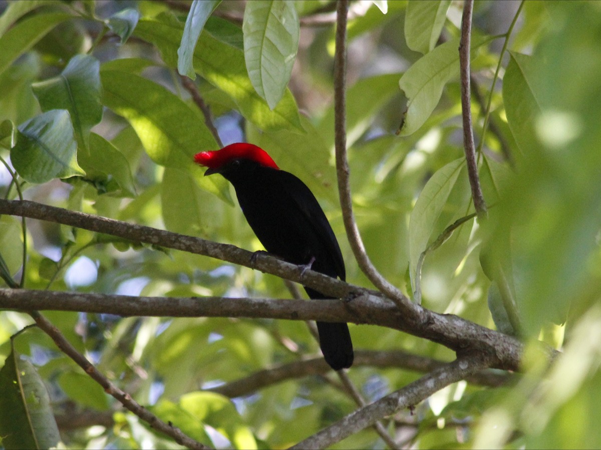 Helmeted Manakin - ML643393333