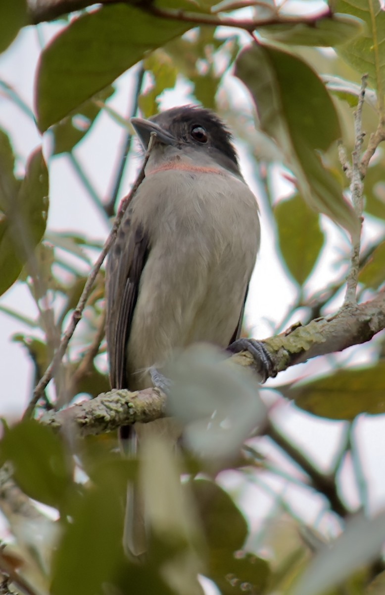 Rose-throated Becard - ML643393338