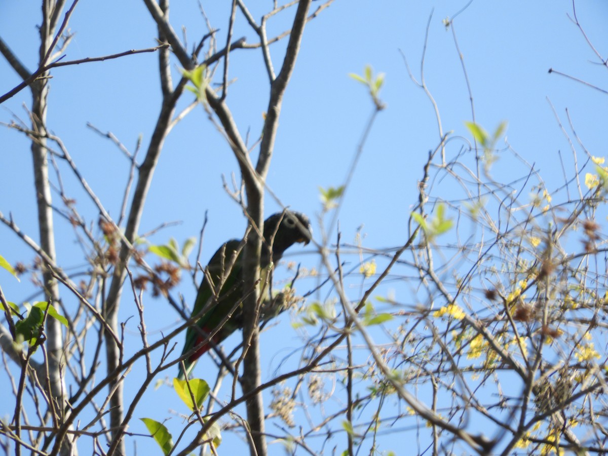 Scaly-headed Parrot - ML643393339
