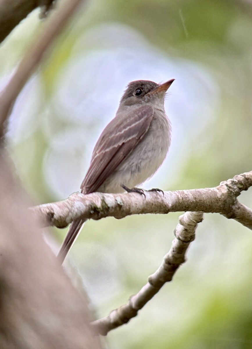 Eastern Wood-Pewee - ML643393349