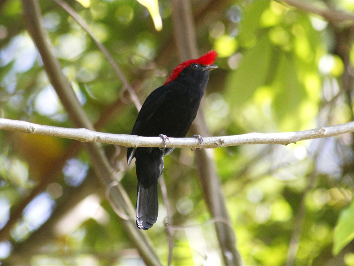 Helmeted Manakin - ML643393362