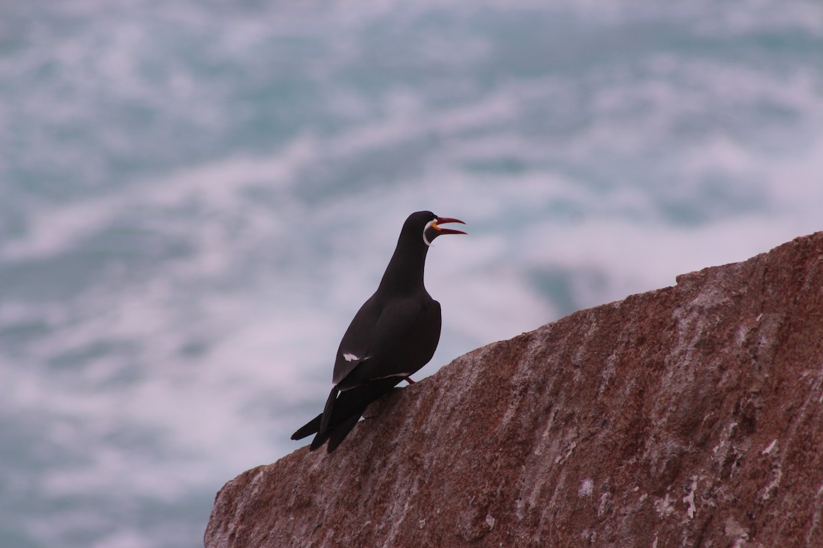 Inca Tern - ML643393373
