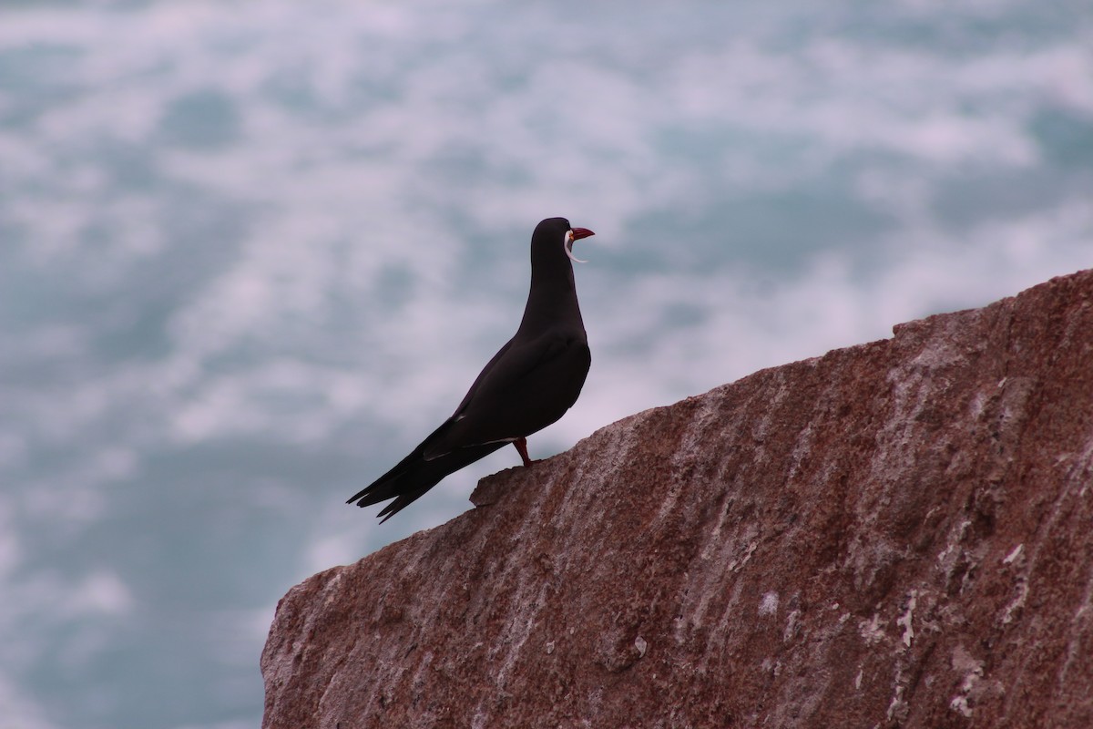 Inca Tern - ML643393374