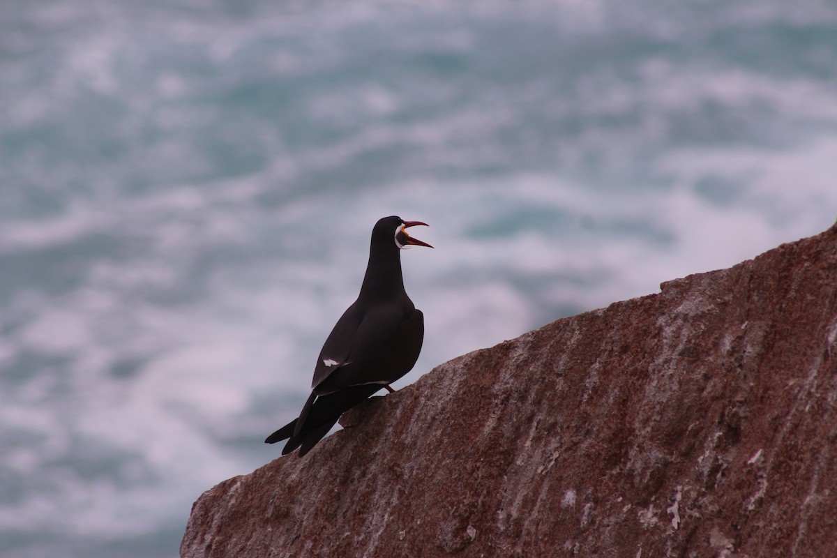 Inca Tern - ML643393375