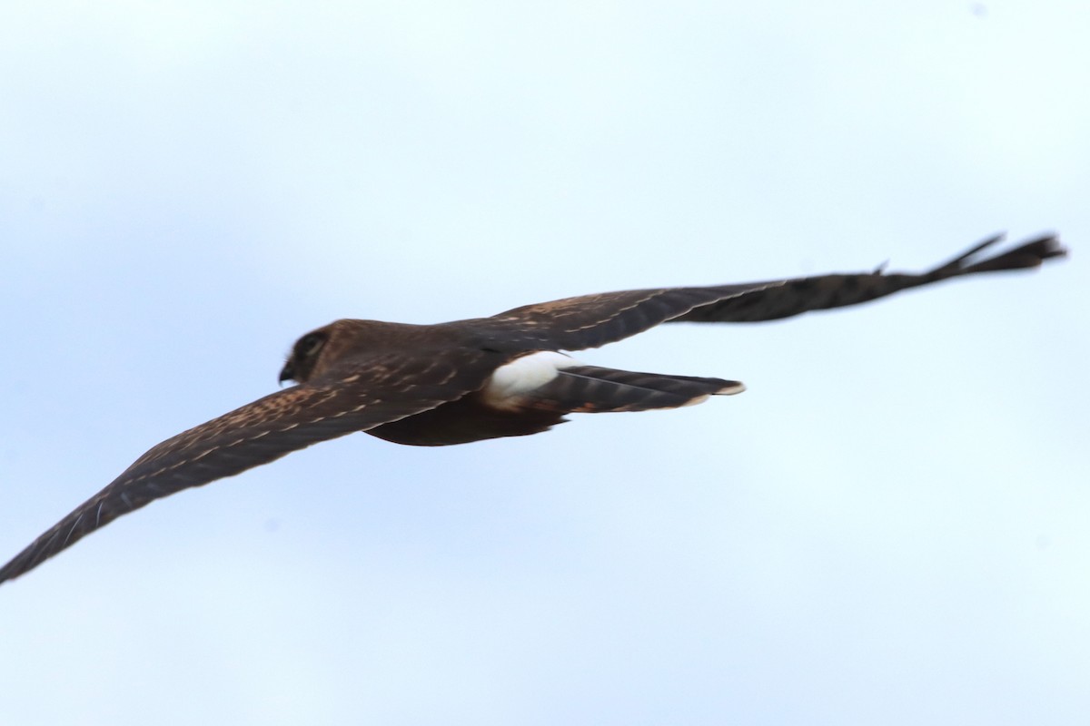 Northern Harrier - ML643393394