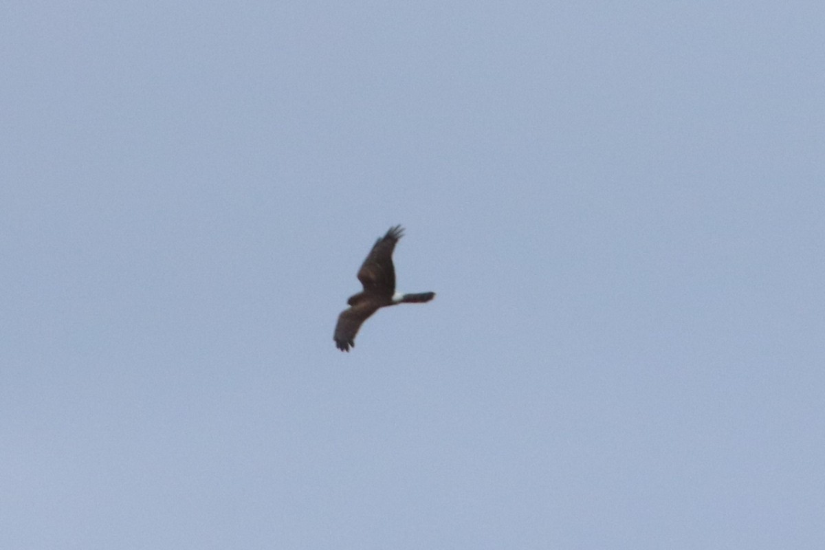 Northern Harrier - ML643393415