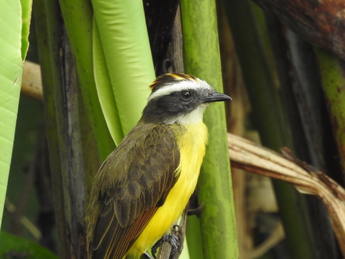 Rusty-margined Flycatcher - ML643393424