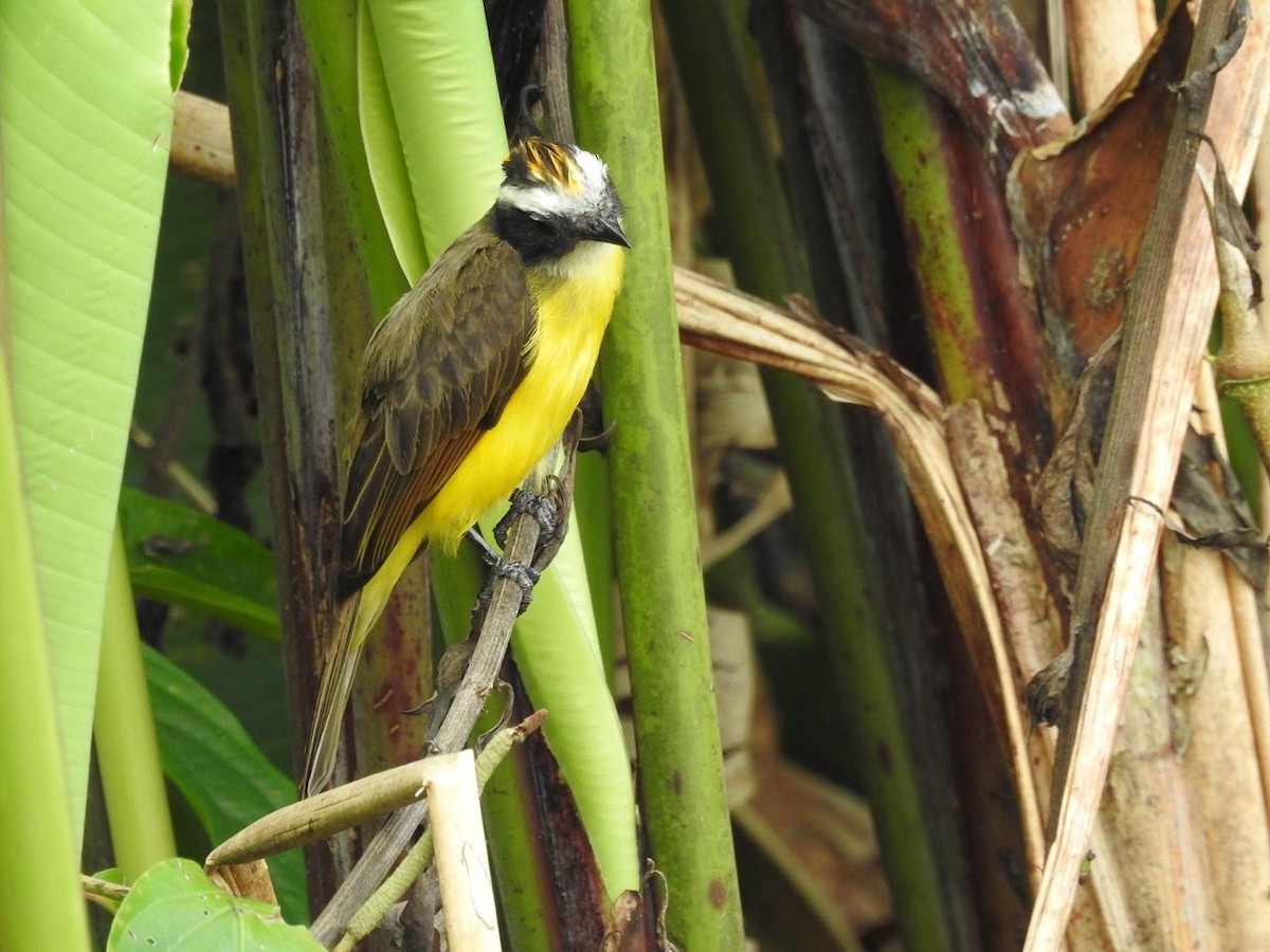 Rusty-margined Flycatcher - ML643393425