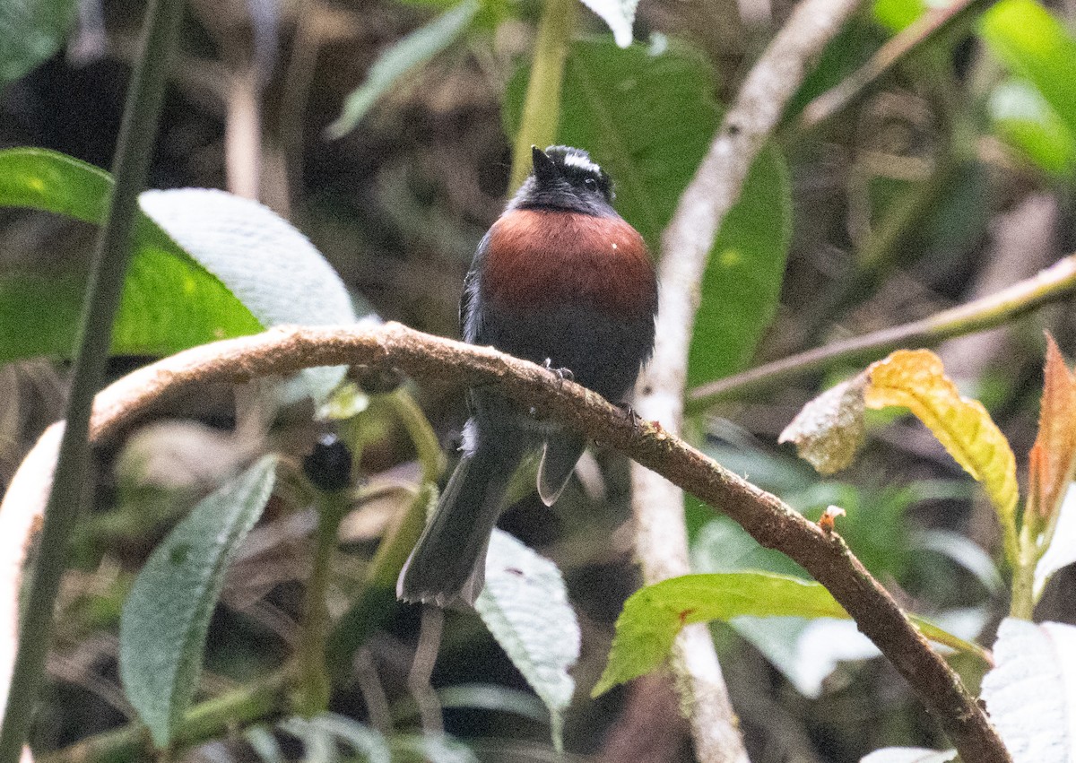 Maroon-belted Chat-Tyrant - ML643393428