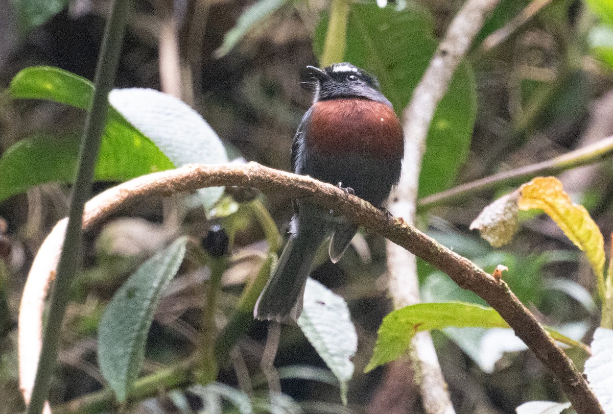 Maroon-belted Chat-Tyrant - ML643393429