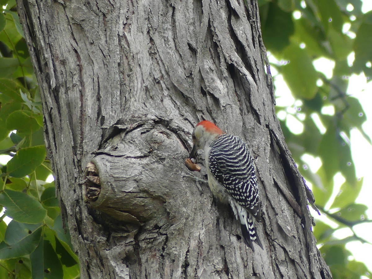 Red-bellied Woodpecker - ML643393436