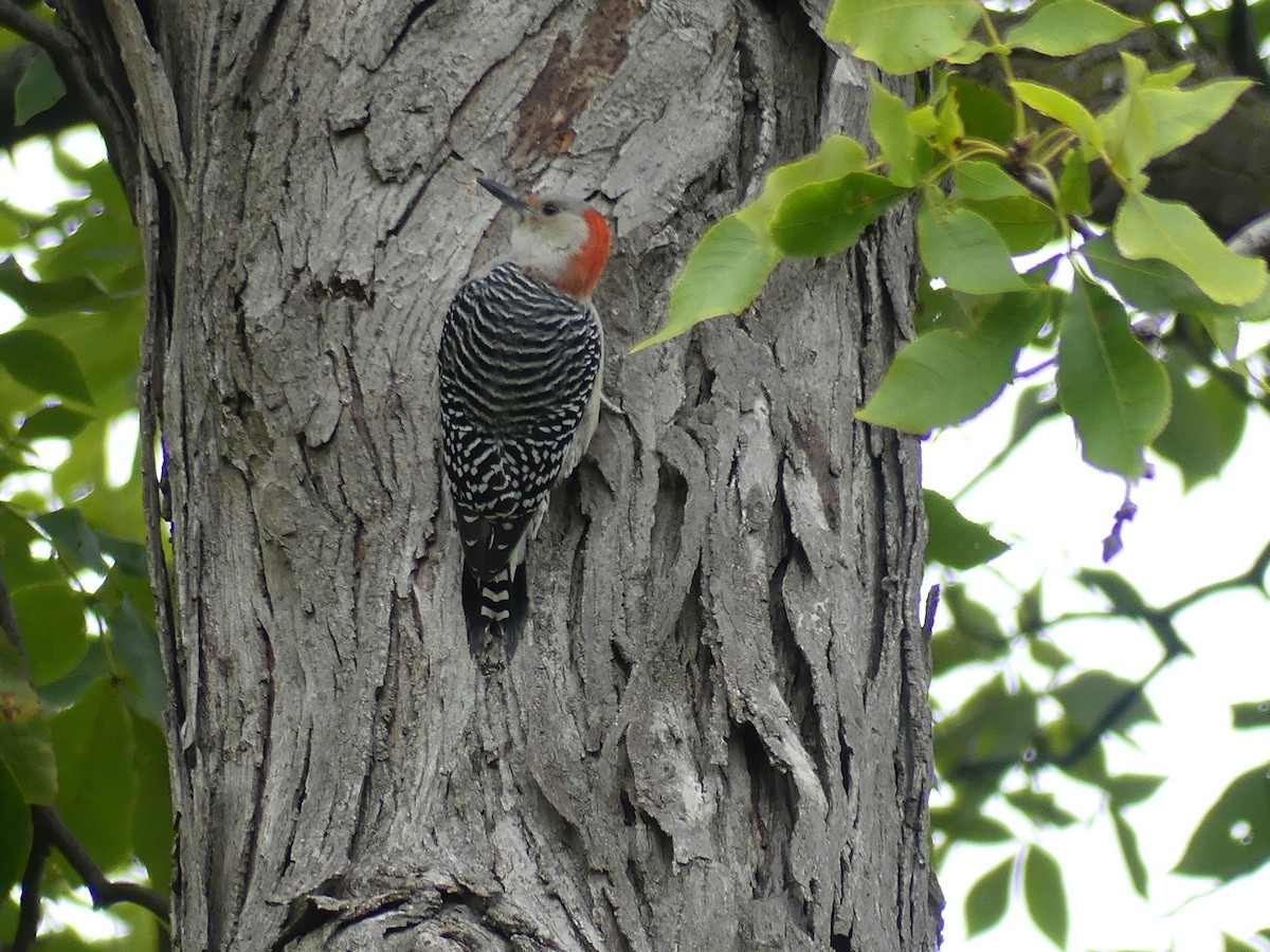 Red-bellied Woodpecker - ML643393437