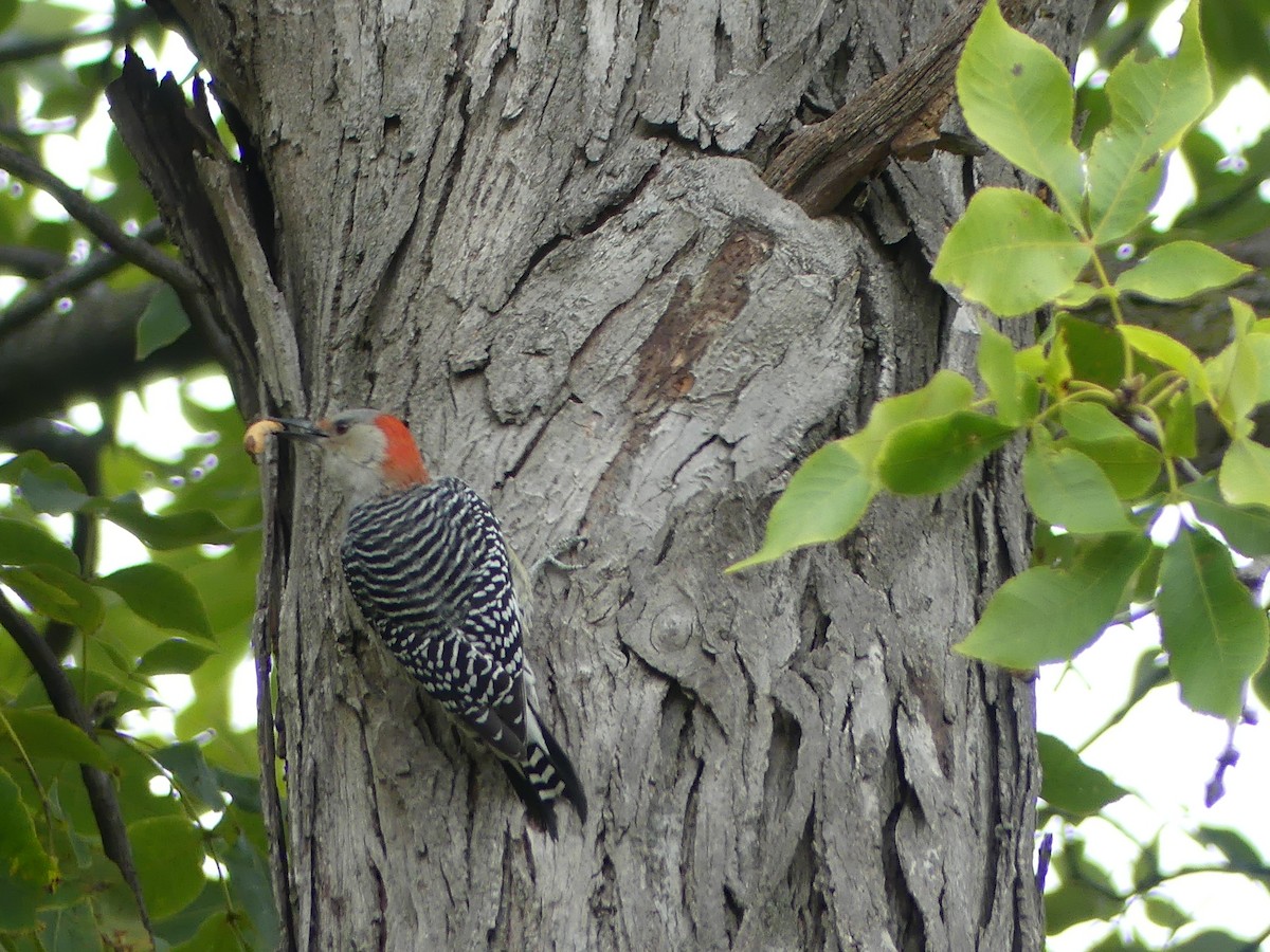 Red-bellied Woodpecker - ML643393438