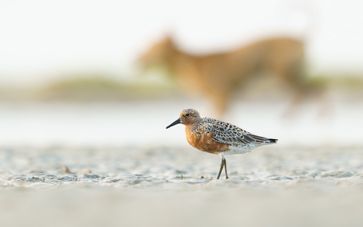 紅腹濱鷸 - ML643393443