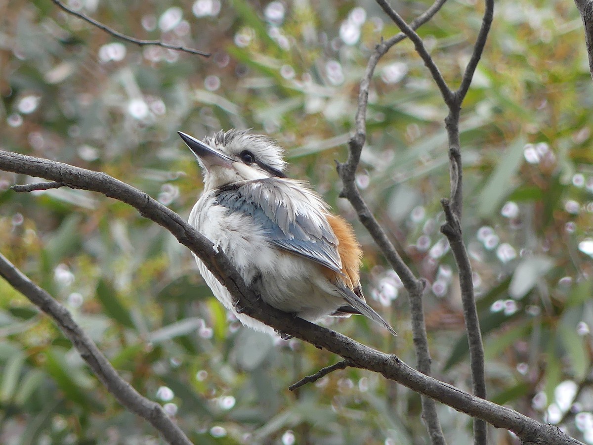 Red-backed Kingfisher - ML643393444