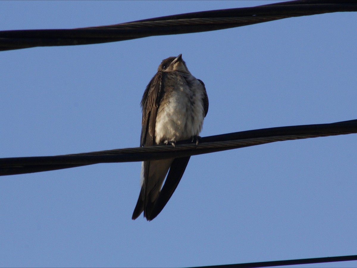 Brown-chested Martin - ML643393447