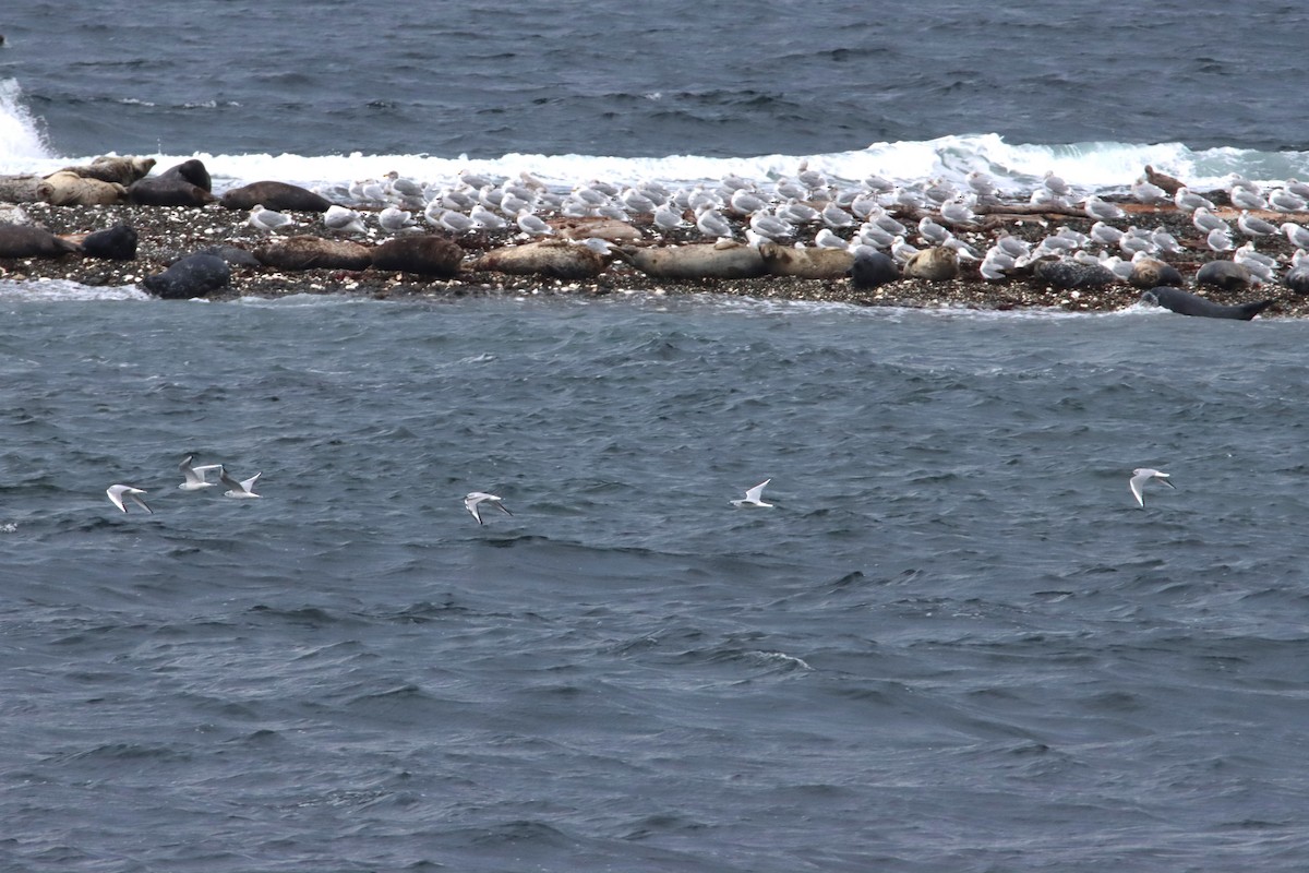 Bonaparte's Gull - ML643393448