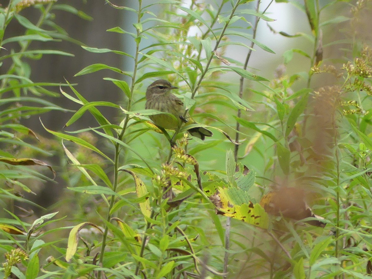 Palm Warbler - ML643393460