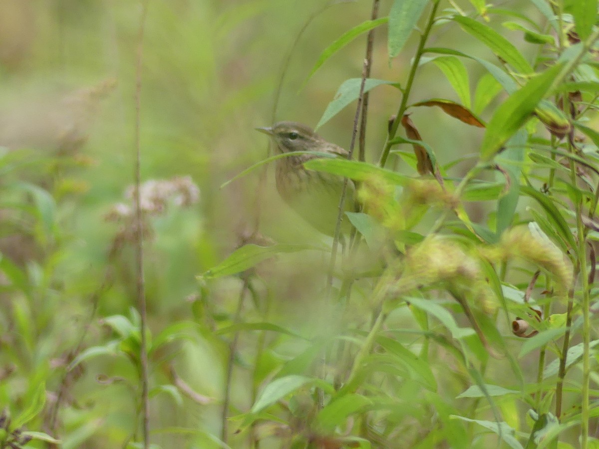 Palm Warbler - ML643393461