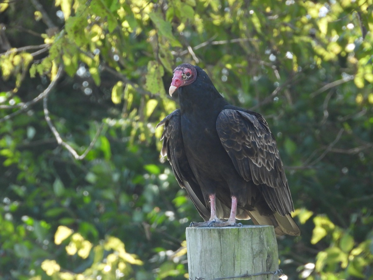 Turkey Vulture - ML643393462