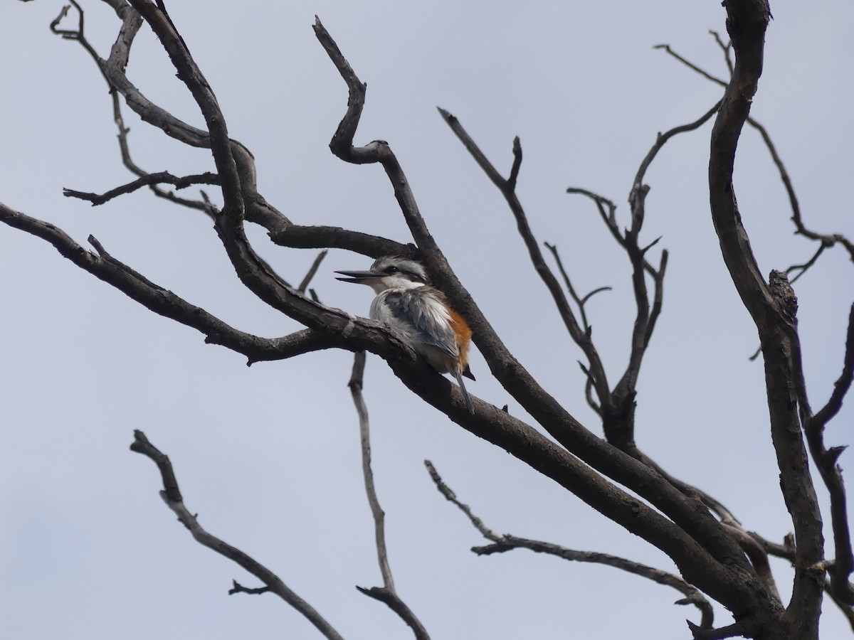 Red-backed Kingfisher - ML643393467