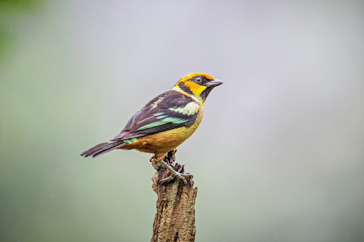 Flame-faced Tanager - ML643393475