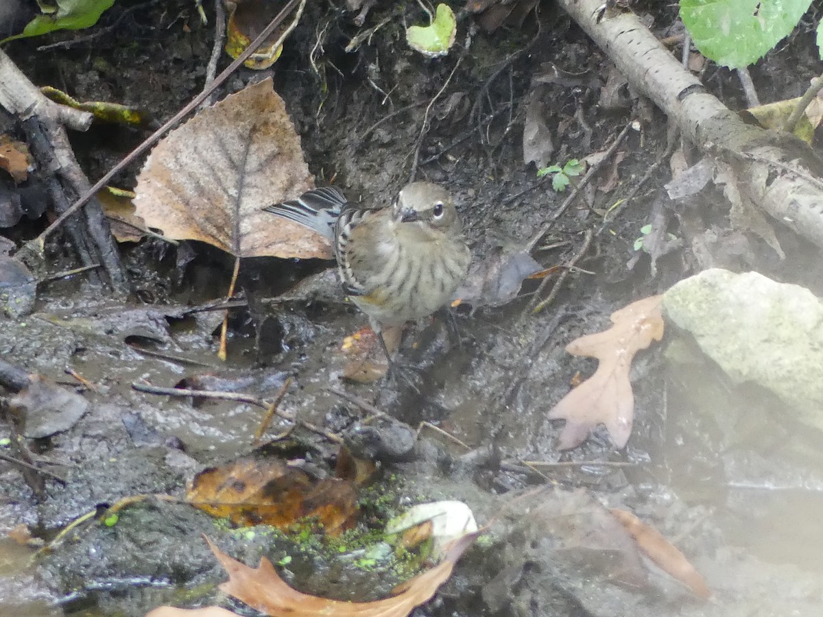 Yellow-rumped Warbler - ML643393484