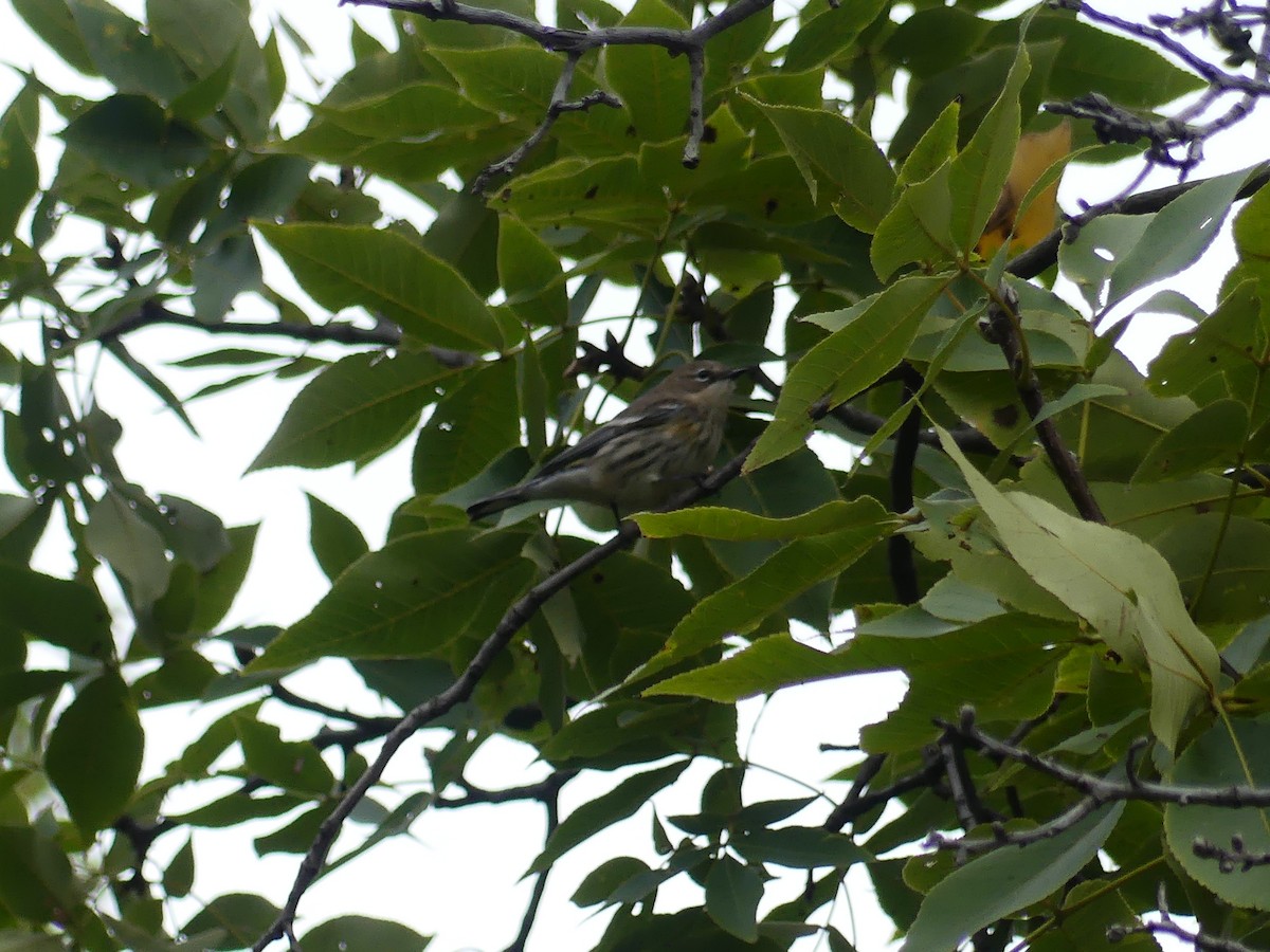 Yellow-rumped Warbler - ML643393485