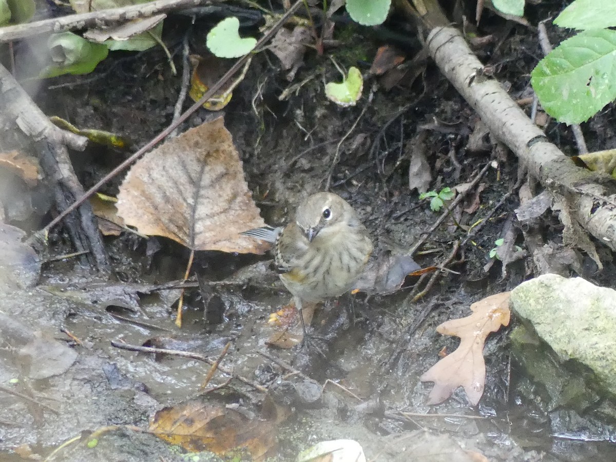 Yellow-rumped Warbler - ML643393486