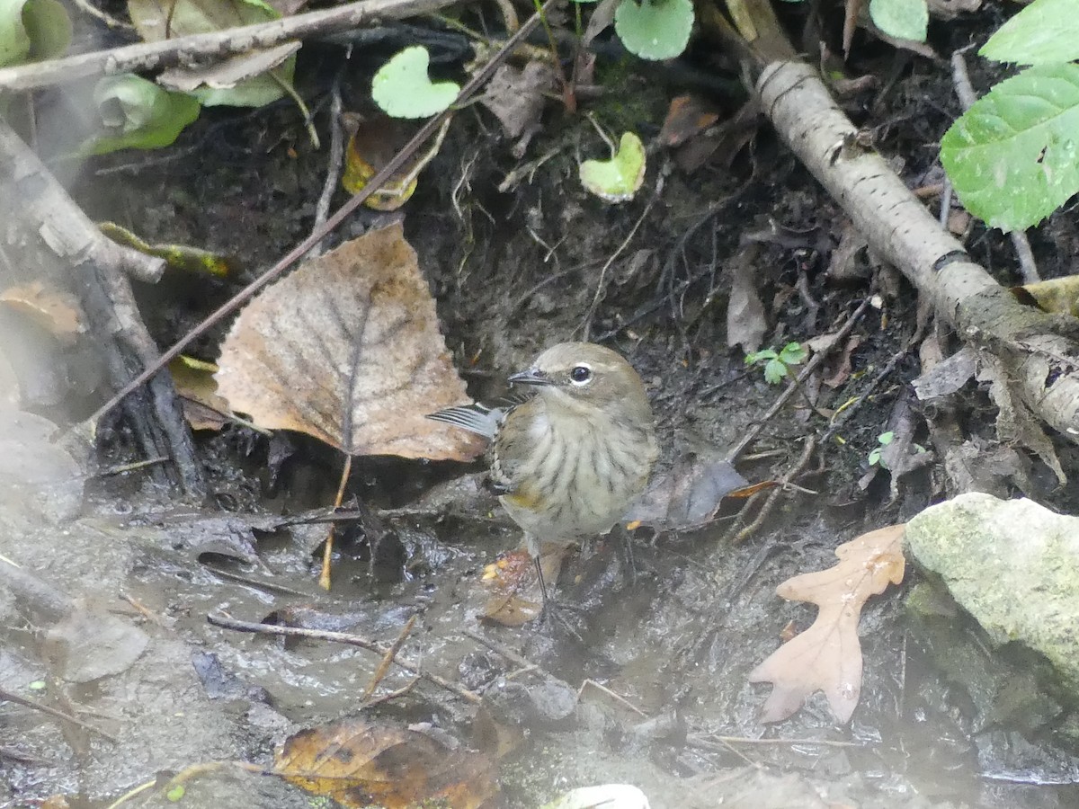 Yellow-rumped Warbler - ML643393487