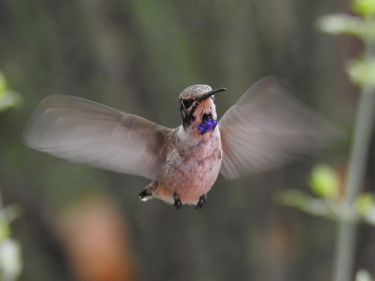 Black-chinned Hummingbird - ML643393488