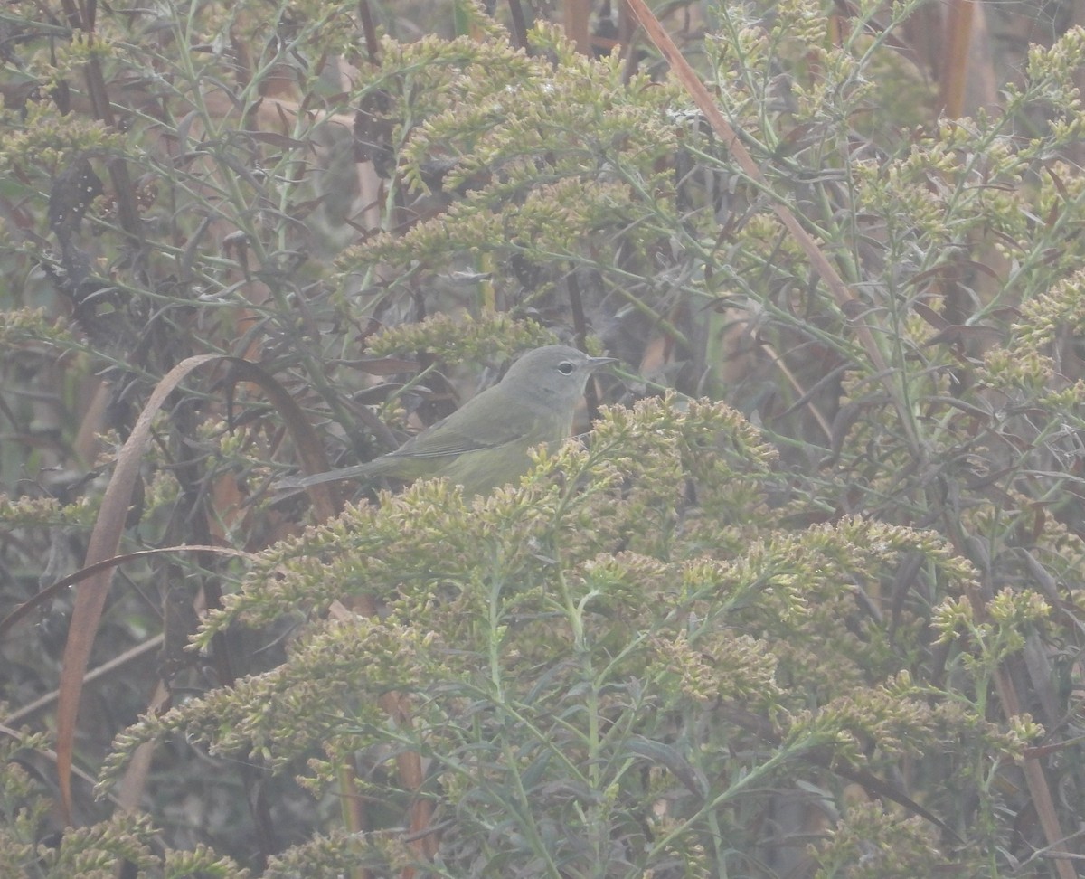 Orange-crowned Warbler - ML643393497
