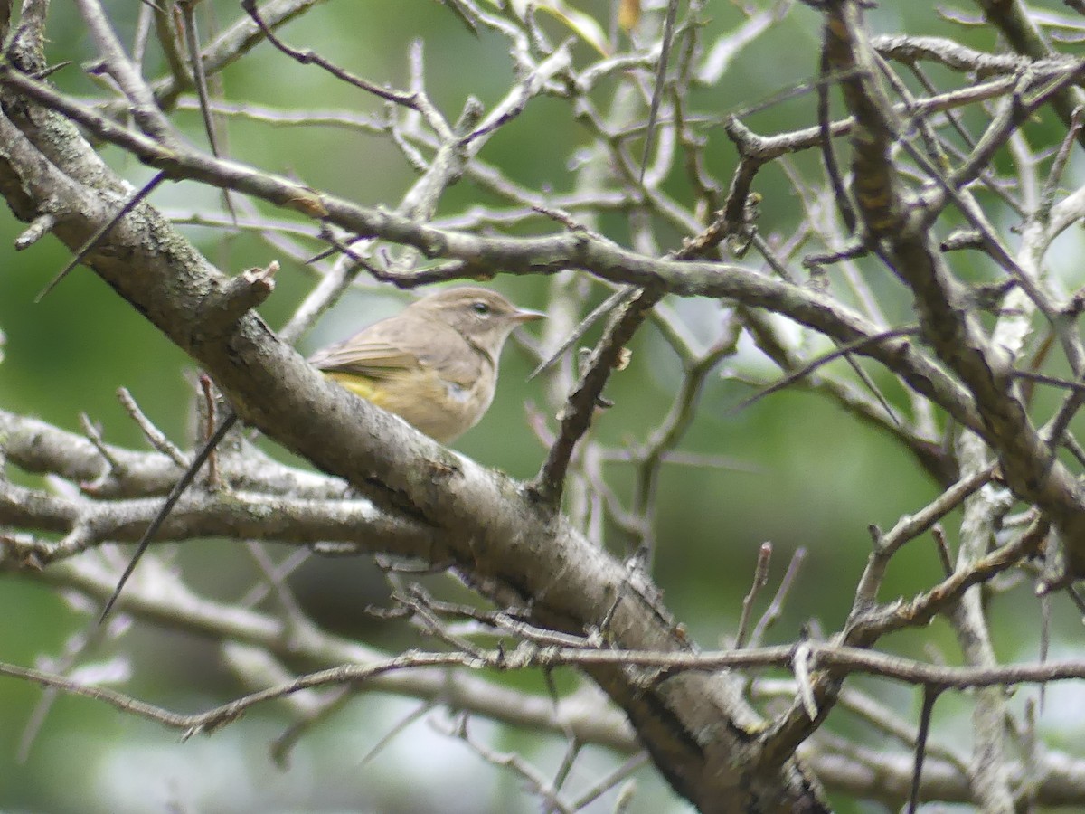 Palm Warbler - ML643393498