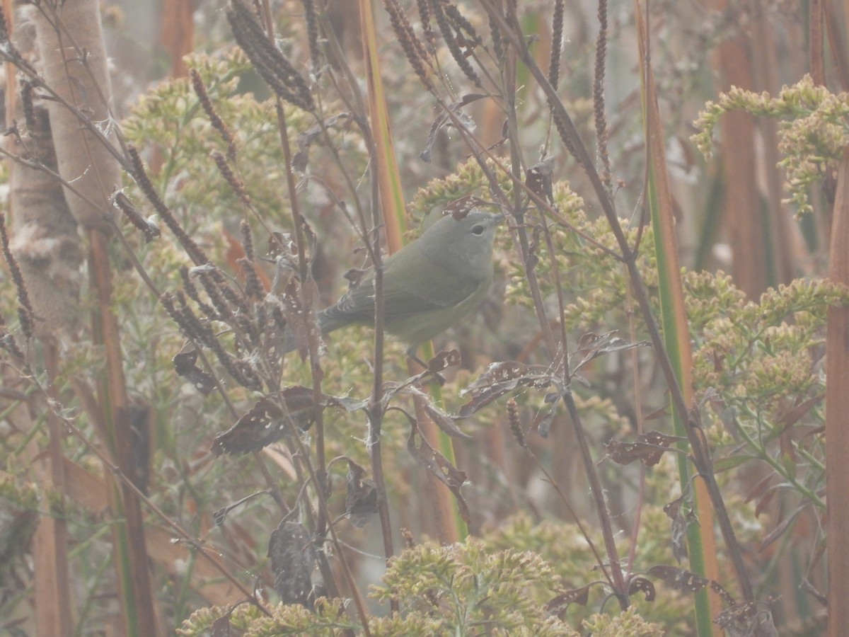 Orange-crowned Warbler - ML643393505