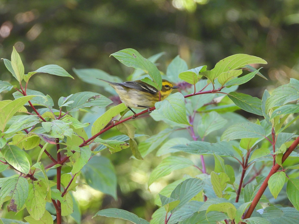 Townsend's Warbler - ML643393507