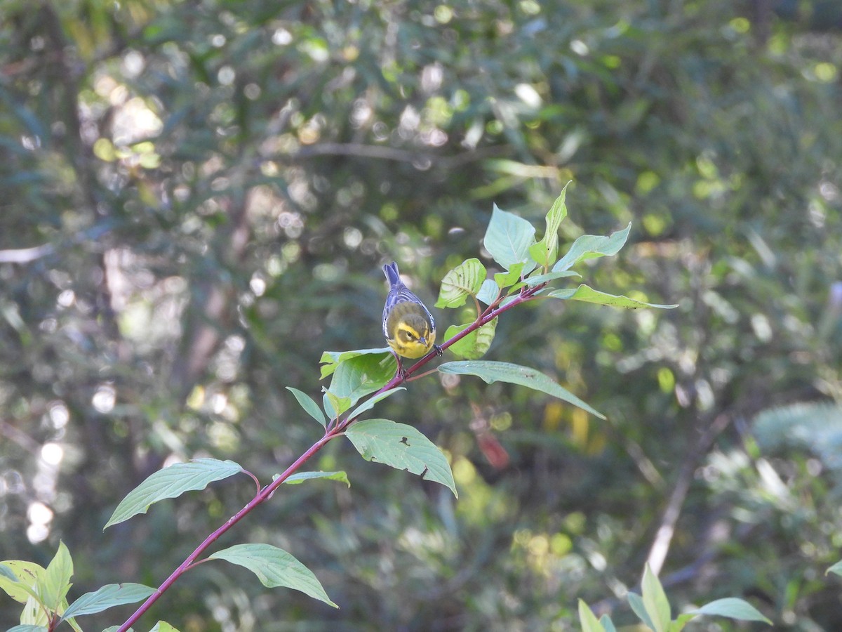 Townsend's Warbler - ML643393508