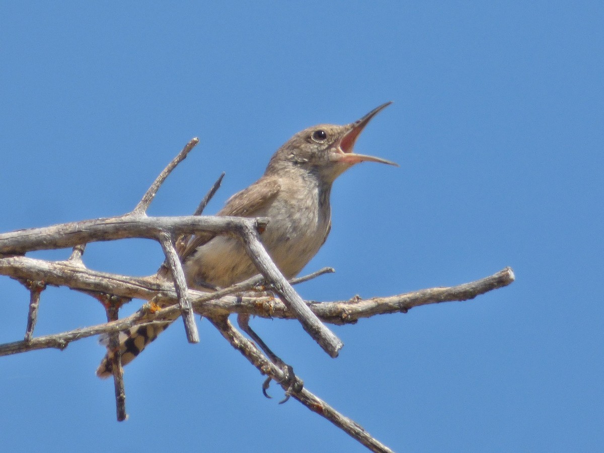 Rock Wren - ML64339351