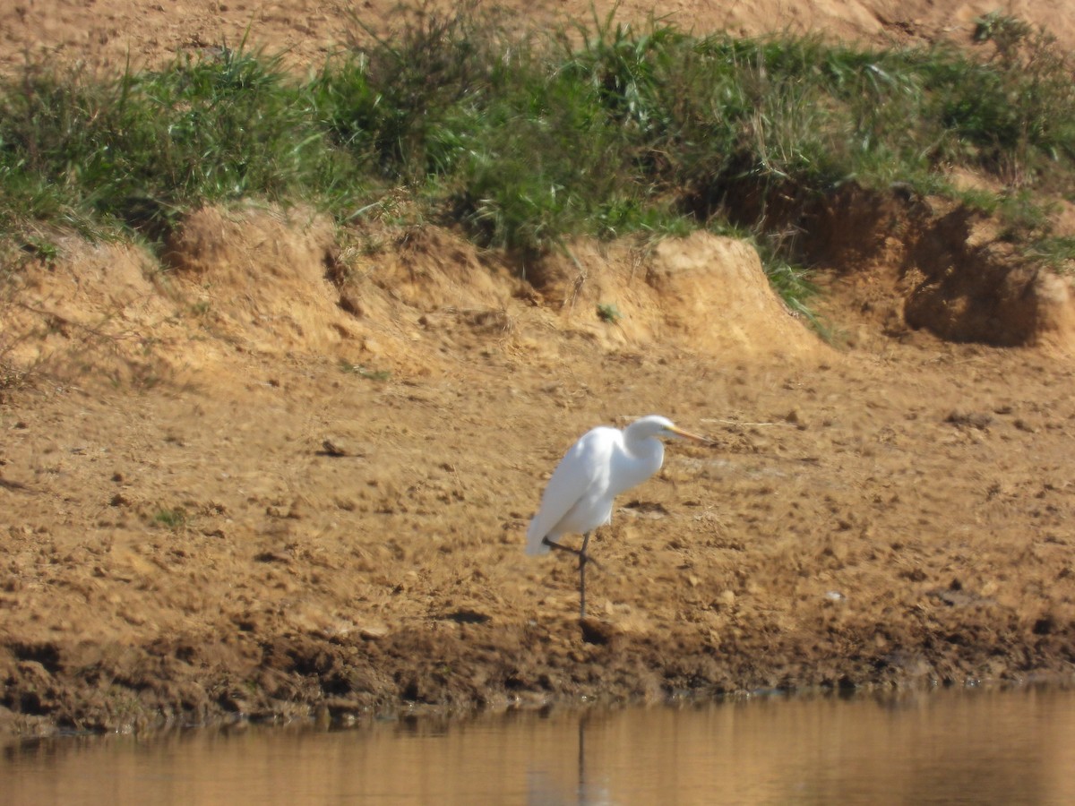 Great Egret - ML643393514