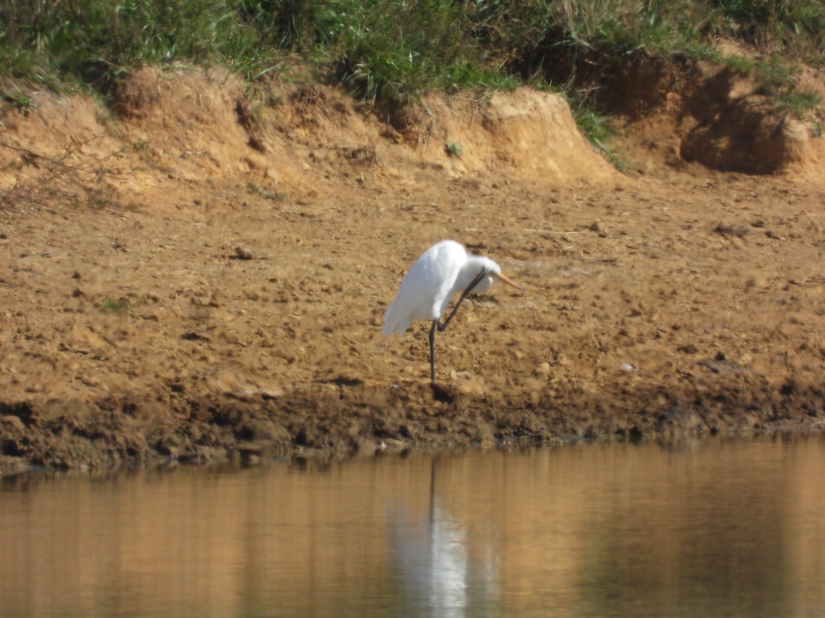 Great Egret - ML643393515