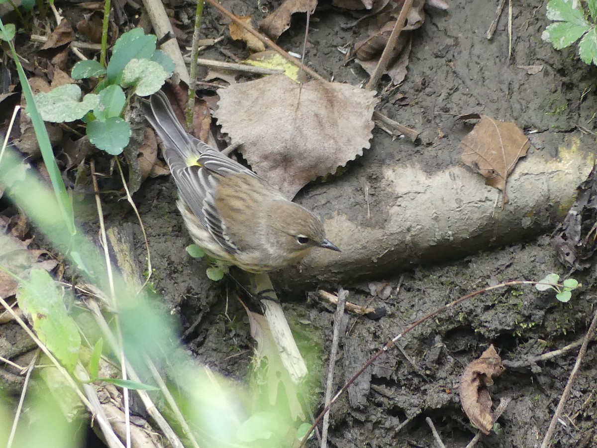 Yellow-rumped Warbler - ML643393516
