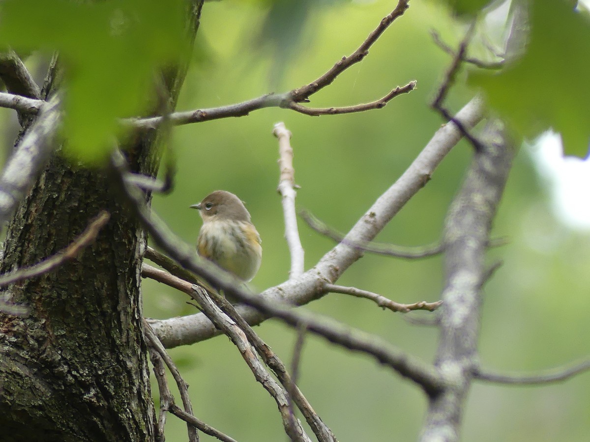 Yellow-rumped Warbler - ML643393517