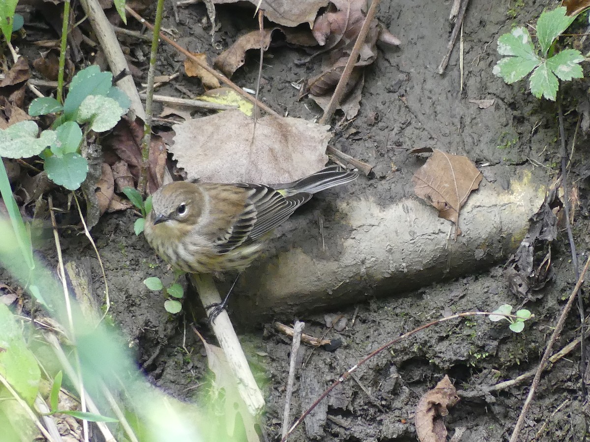 Yellow-rumped Warbler - ML643393518