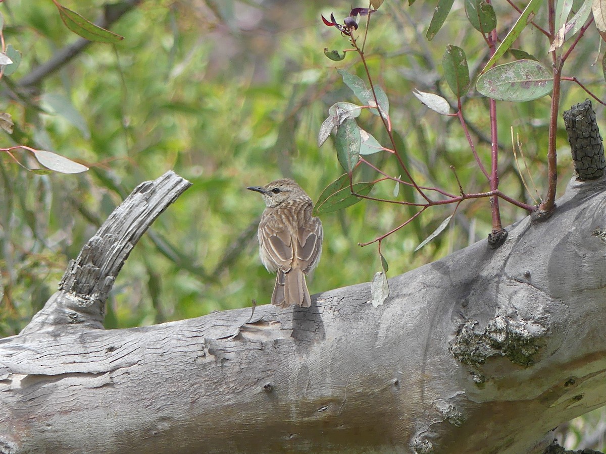 Rufous Songlark - ML643393519