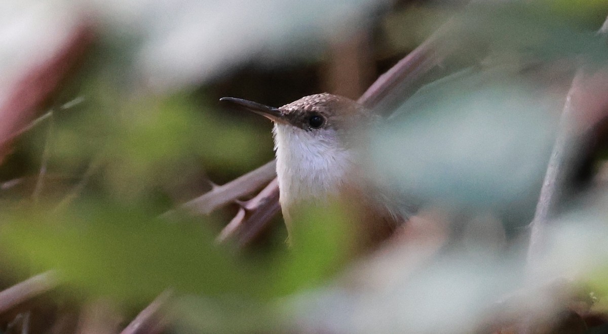 Canyon Wren - ML643393545