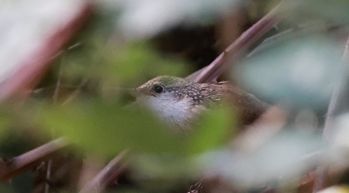 Canyon Wren - ML643393546