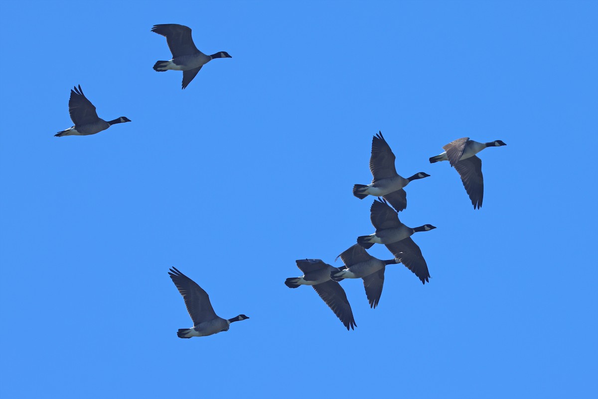 Cackling Goose (Aleutian) - ML643393548