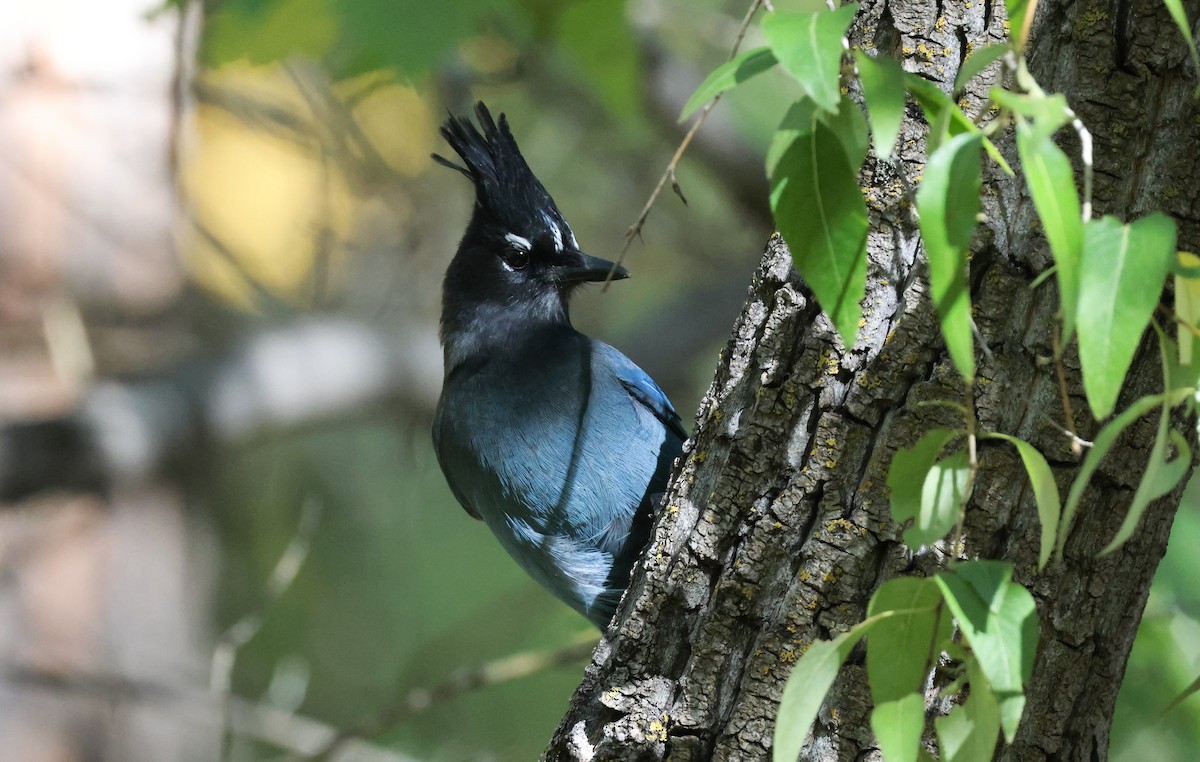Steller's Jay - ML643393563