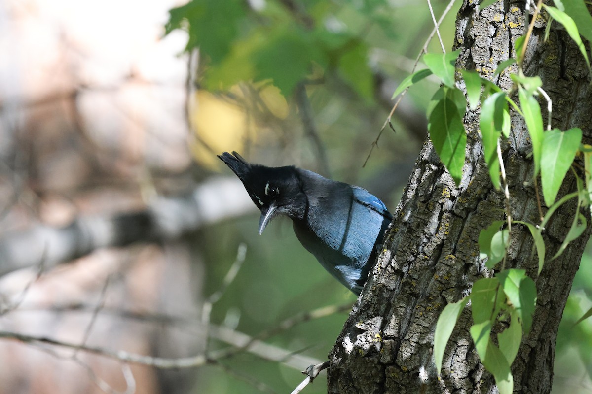 Steller's Jay - ML643393564
