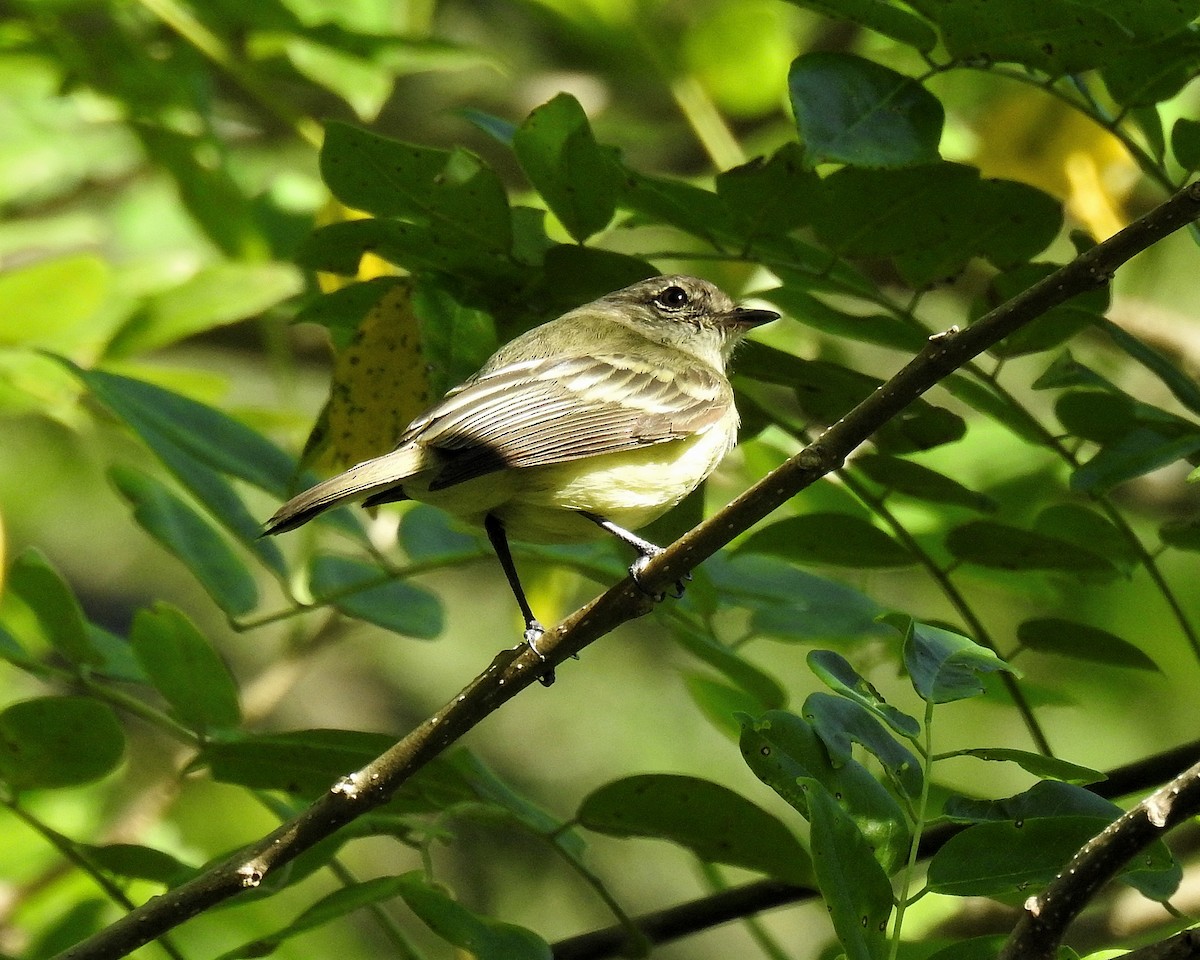 Forest Elaenia - ML643393574
